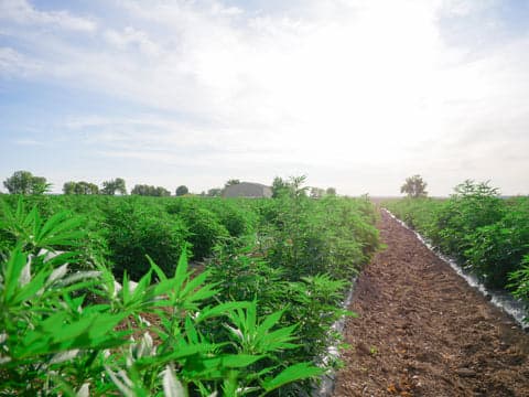The History of Hemp