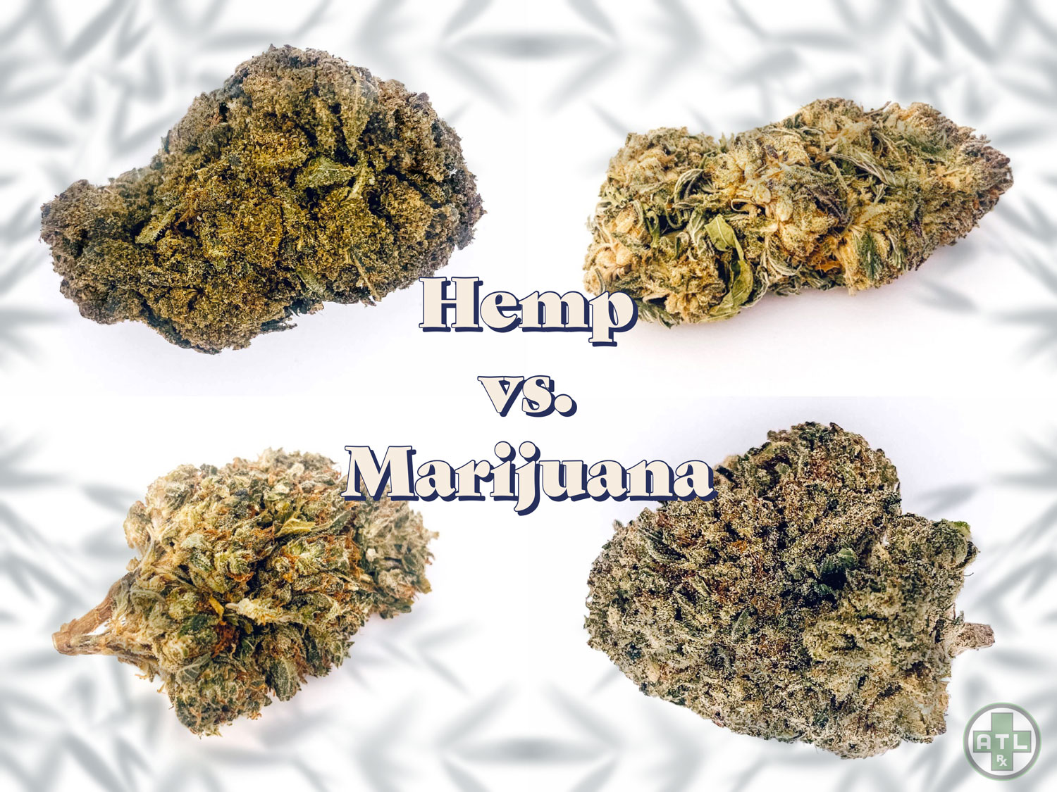 Hemp Vs. Marijuana: What’s the Difference?