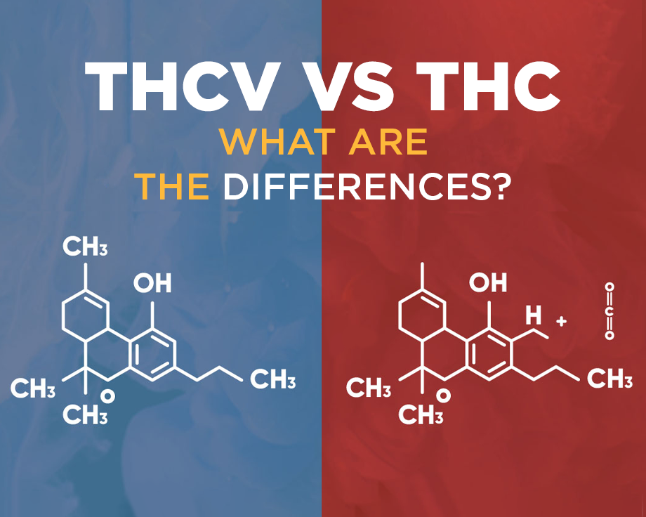 THCV Vs. THC: What Are the Differences?
