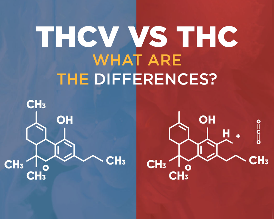 THCV vs. THC: What Are The Differences?