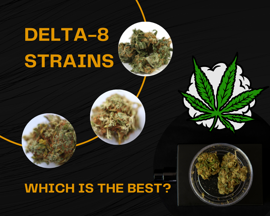 Delta 8 Strains – Which Is The Best?