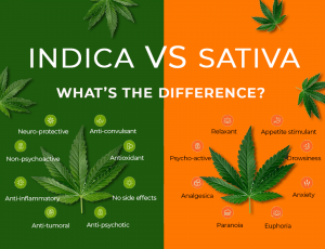 Indica vs. Sativa - What’s The Difference?
