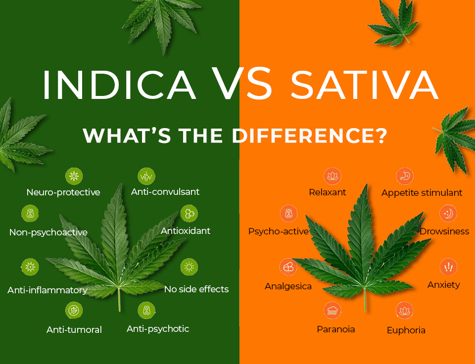 Indica vs. Sativa – What’s The Difference?