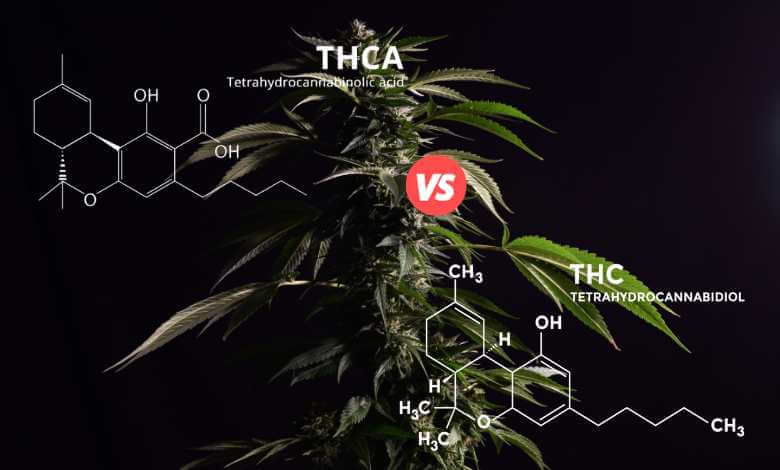 THCA vs THC: What Is The Difference?