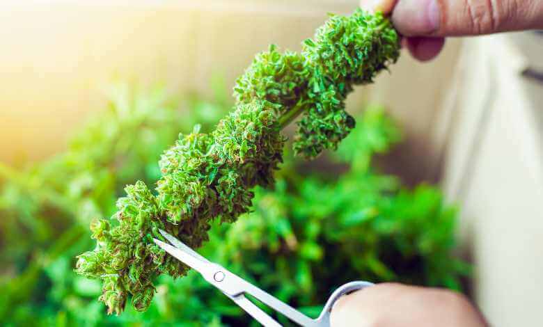 Cultivating THCA-Rich Strains