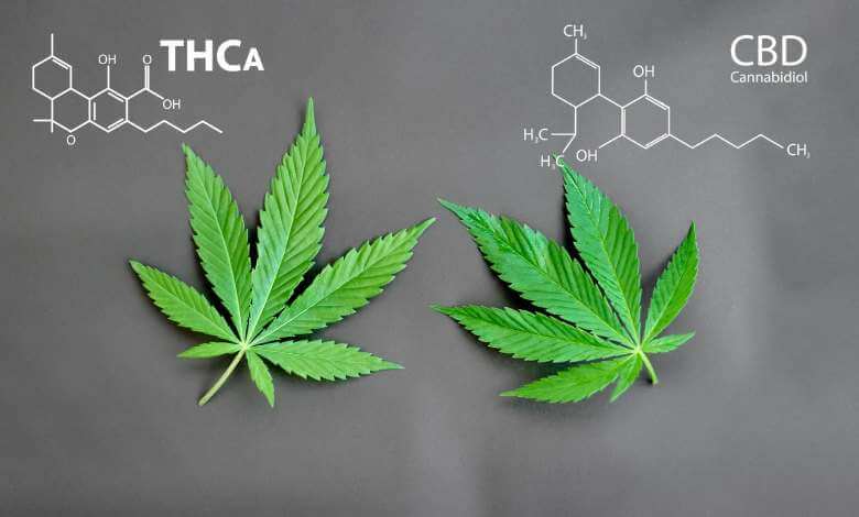 THCA vs CBD