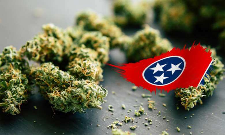 Where to Buy THCa Flower in Tennessee