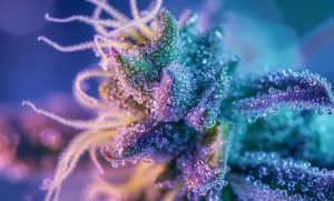 Cookies and Cream Strain: The Dessert-Inspired Classic That’s Always in Style