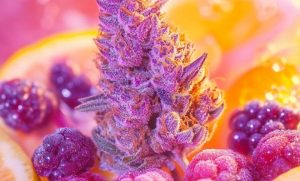 Pink Lemonade Strain: A Vibrant Cannabis Experience