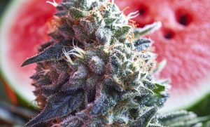 Watermelon Strain: A Juicy Favorite for Cannabis Enthusiasts