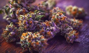 Girl Scout Cookies Strain
