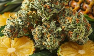 Pineapple Express Strain - All Aboard the Hype Train!