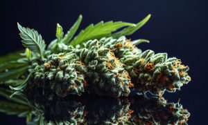 Sour Space Candy Strain: The Cosmic Superstar of Hemp