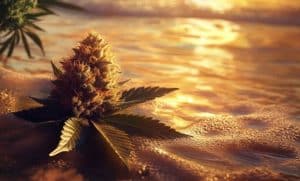 Acapulco Gold Strain: The Iconic Classic That Still Shines