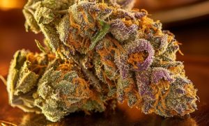 Biscotti Strain: The Cookie Jar of Cannabis Culture