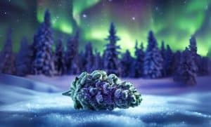 Northern Lights Strain: A Legendary Classic with Cosmic Vibes