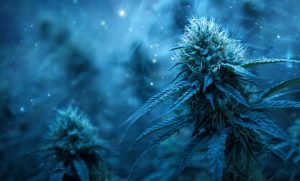 Blue Dream Strain: A Fresh Spin on a Classic