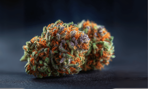 Permanent Marker Strain: Everything You Need to Know