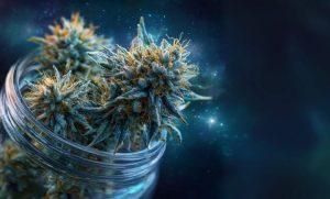 Skywalker Strain: Your Guide to the Galactic Original