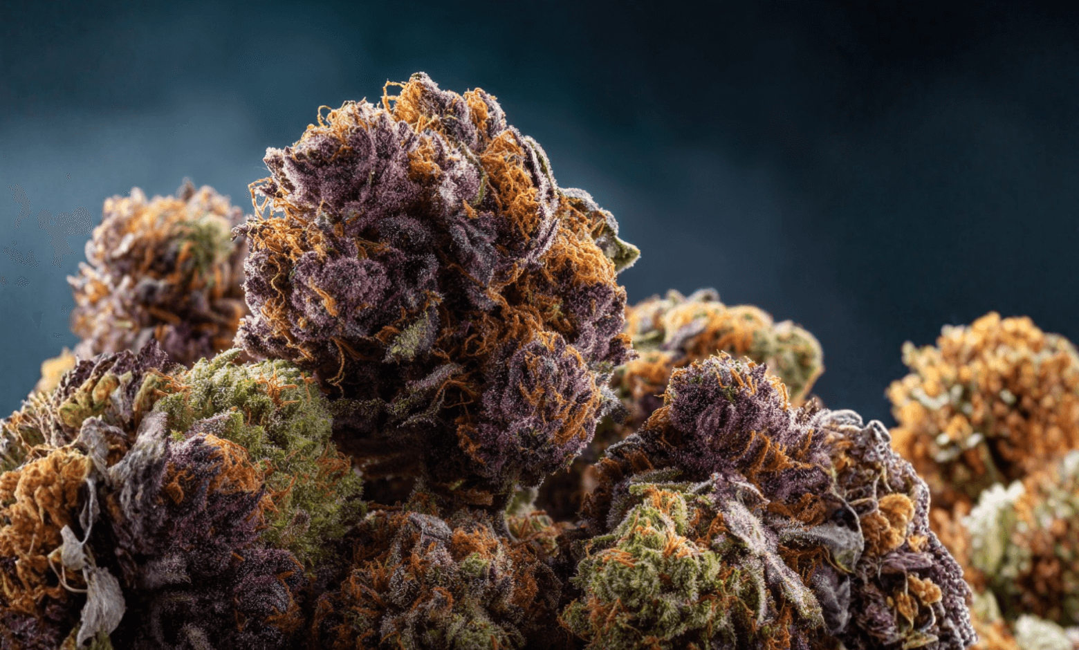 Recent Post Image Sherbanger Strain: The Complete Guide