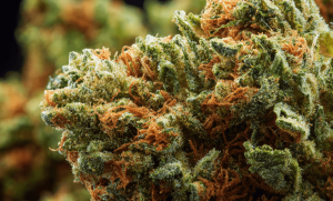 Sour Diesel Strain: A Comprehensive Guide