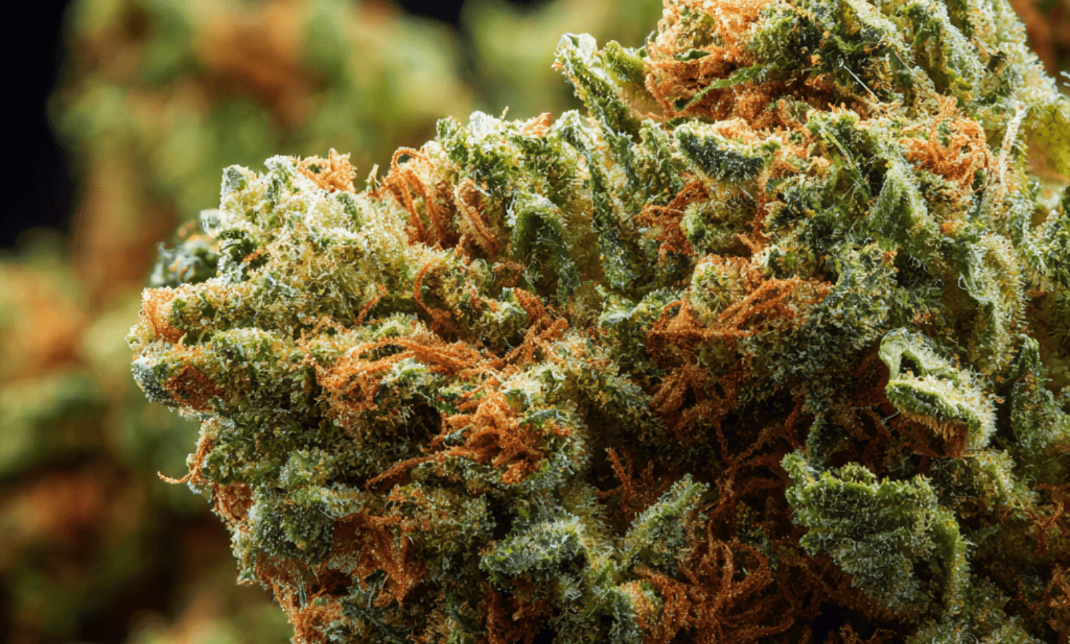 Sour Diesel Strain: A Comprehensive Guide