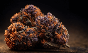 Purple Haze Strain: What You Need to Know